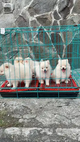 anjing minipom jefra petshop