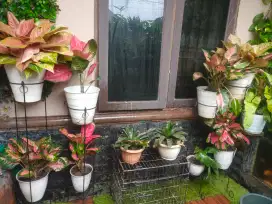 Aglonema rimbun