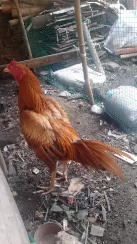 Jual ayam Bangkok