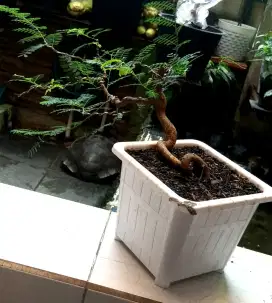Bonsai asem Jawa cascade