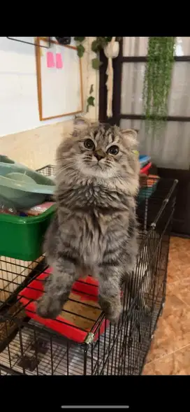 Kucing Scottish Fold Jantan