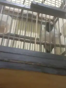 Burung jalak suren gacor