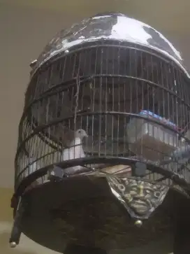 Burung perkutut sirver perak
