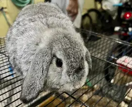kelinci Hollandlop Betina Chincilla