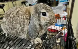 kelinci Hollandlop Betina