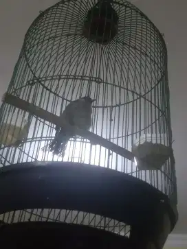 Burung kutilang jinak