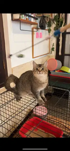 BSH GOLDEN JANTAN
