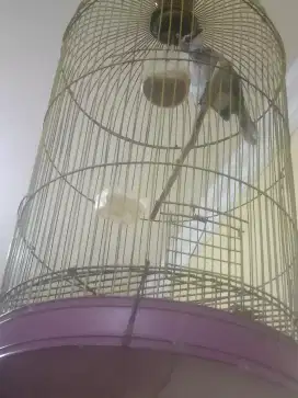 Burung crucuk Rover anak-