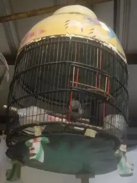 Burung perkutut lokal