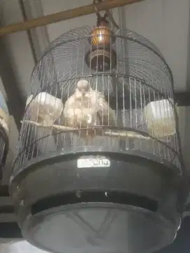 Burung puter silang
