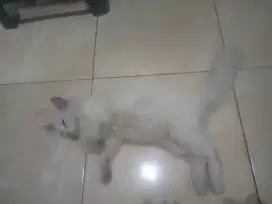 Kucing Persia anak-an