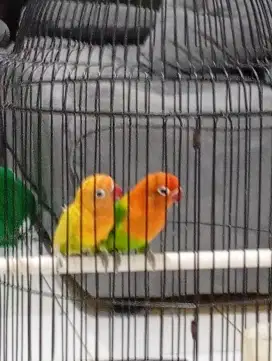 Lovebird biola gren