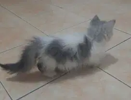 Kucing kitten jantan munchkin cebol abu putih