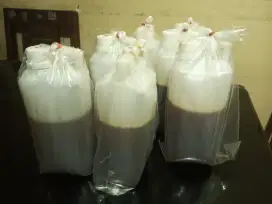 Madu HUTAN asli sumatra