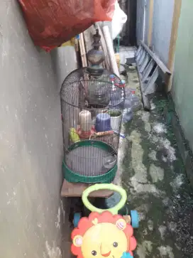 Jual kandang burung