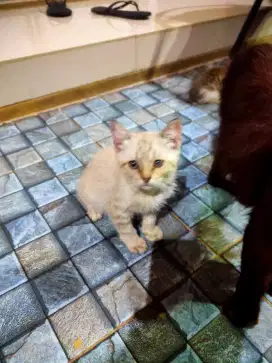 Nego , Adopt adopsi kucing anggora angora