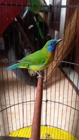 Burung kenari af masteran murai