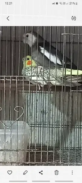 Burung falk sepasang