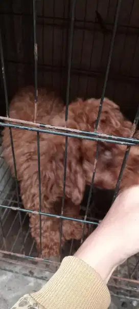 Puppies Red Poodle Betina