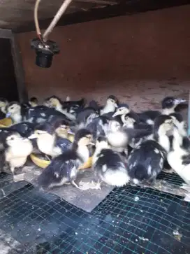 Jual anak entok umur 1 minggu lebih ada 30 ekor