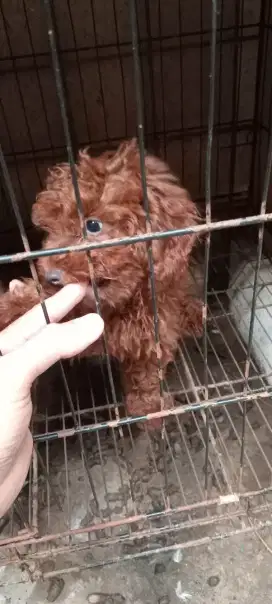Puppies Red Toy Poodle Betina