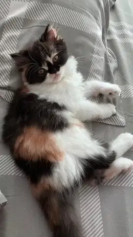KITTEN PERSIA FLATNOSE