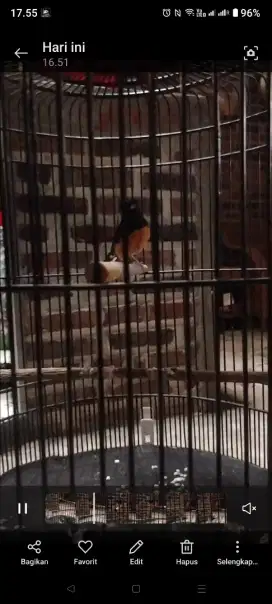 murai medan balak burja
