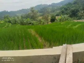 Sawah dijual cepat