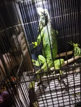 Iguana Hijau Jumbo (Godzilla Hijau)
