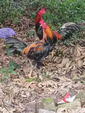 ayam Bangkok wiring kuning