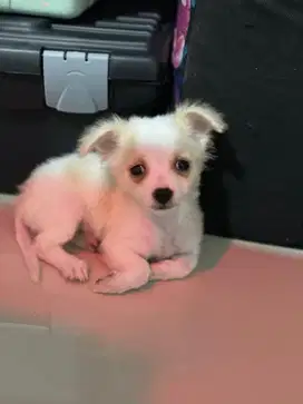 Anakan Anjing Mix Maltipo