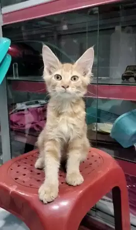 Pure Mainecoon jantan cakeeppp