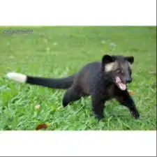 BABY MUSBUL KALIMANTAN GEMOY LUCU DAN JINAK