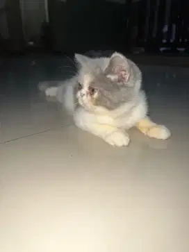 Exotic short hair line pedigree