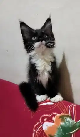 Mainecoon pure jantan ganteng