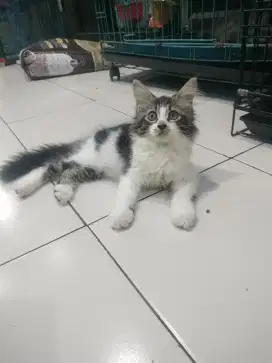 Pure Mainecoon ganteng