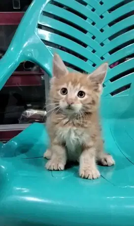 Mainecoon pure jantan