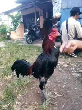Jual ayam Bangkok ules berkelas ukuran 4/5