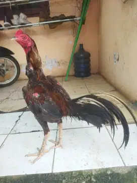 Jual ayam Bangkok klabu