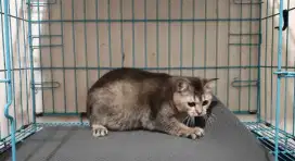Kitten British Shorthair / BSH / Anak Kucing