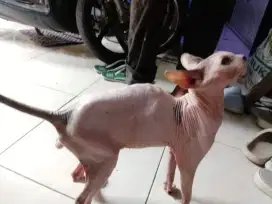 Kucing Sphynk Jantan