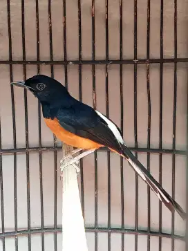 Burung murai hutan