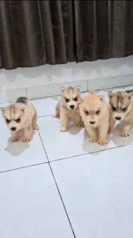 4 ekor Siberian Husky