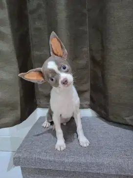 Chihuahua warna langka