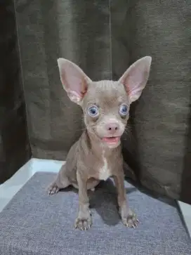 Chihuahua warna langka