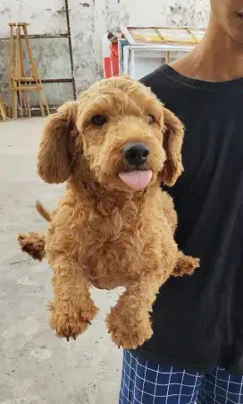 Indukan Red Toy Poodle