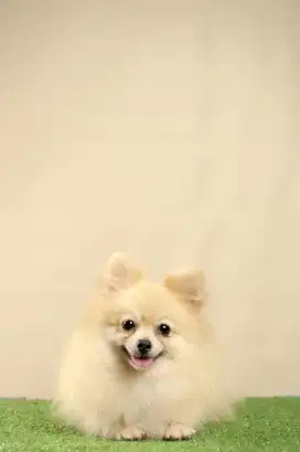 Superminipom stambum microchip
