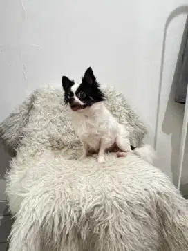 Pejantan Chihuahua Longhaired