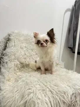 Pejantan Chihuahua Longhaired
