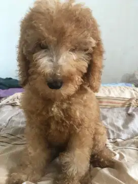 Poodle betina 3 bulan
